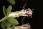 Toothed whitetop aster 